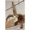 Image 2 : 4-Horned JACOB SHEEP Skull on a Wood Wall Pedestal
