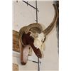 Image 3 : 4-Horned JACOB SHEEP Skull on a Wood Wall Pedestal