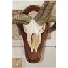 Image 5 : 4-Horned JACOB SHEEP Skull on a Wood Wall Pedestal