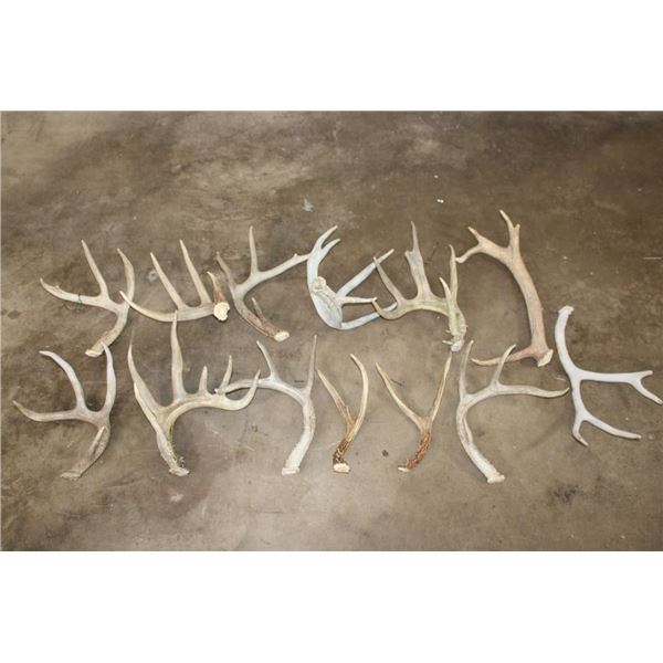 (9) Assorted Antler SHEDS and (4) Antler Cutoffs (ONE$)