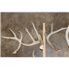 Image 2 : (9) Assorted Antler SHEDS and (4) Antler Cutoffs (ONE$)