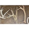 Image 3 : (9) Assorted Antler SHEDS and (4) Antler Cutoffs (ONE$)