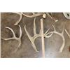 Image 4 : (9) Assorted Antler SHEDS and (4) Antler Cutoffs (ONE$)