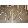 Image 5 : (9) Assorted Antler SHEDS and (4) Antler Cutoffs (ONE$)