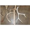 Image 6 : (9) Assorted Antler SHEDS and (4) Antler Cutoffs (ONE$)