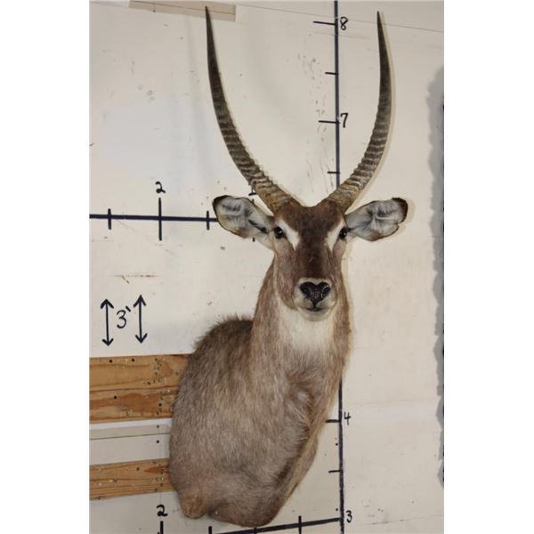 WATERBUCK Shoulder Mount