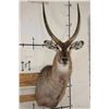 Image 1 : WATERBUCK Shoulder Mount