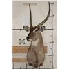 Image 2 : WATERBUCK Shoulder Mount