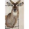 Image 4 : WATERBUCK Shoulder Mount