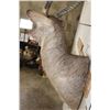 Image 6 : WATERBUCK Shoulder Mount