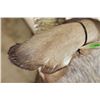 Image 9 : WATERBUCK Shoulder Mount
