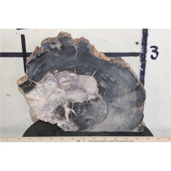 Petrified Fossilized Wood SLAB Slice