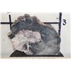Image 1 : Petrified Fossilized Wood SLAB Slice
