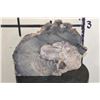 Image 4 : Petrified Fossilized Wood SLAB Slice