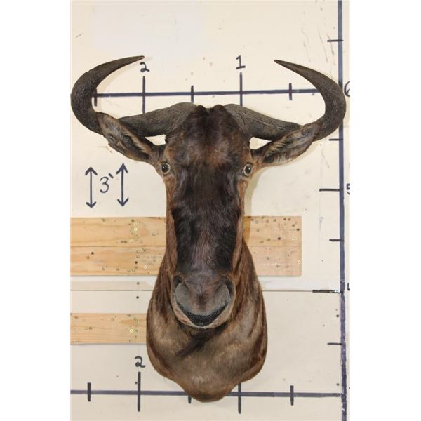BLUE WILDEBEEST Shoulder Mount