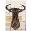 Image 1 : BLUE WILDEBEEST Shoulder Mount
