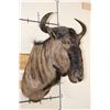 Image 2 : BLUE WILDEBEEST Shoulder Mount