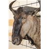 Image 4 : BLUE WILDEBEEST Shoulder Mount