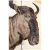 Image 6 : BLUE WILDEBEEST Shoulder Mount