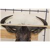 Image 7 : BLUE WILDEBEEST Shoulder Mount