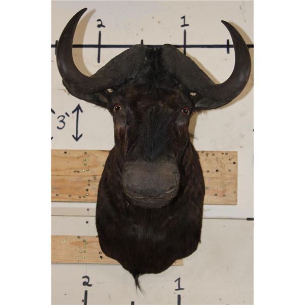 BLACK WILDEBEEST Shoulder Mount