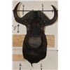 Image 1 : BLACK WILDEBEEST Shoulder Mount
