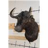 Image 3 : BLACK WILDEBEEST Shoulder Mount