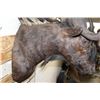 Image 7 : BLACK WILDEBEEST Shoulder Mount