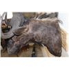 Image 8 : BLACK WILDEBEEST Shoulder Mount