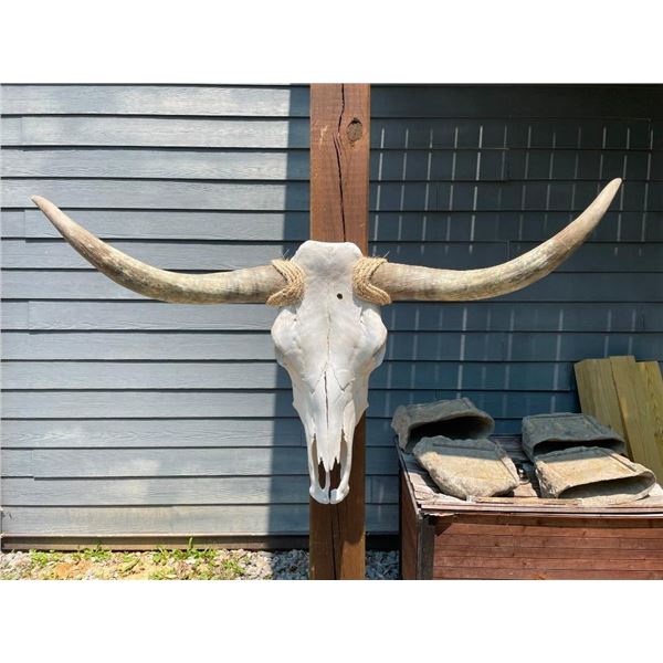 Big STEER Skull and Horns