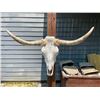 Image 1 : Big STEER Skull and Horns