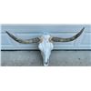Image 2 : Big STEER Skull and Horns