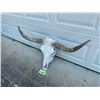 Image 4 : Big STEER Skull and Horns