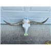 Image 5 : Big STEER Skull and Horns