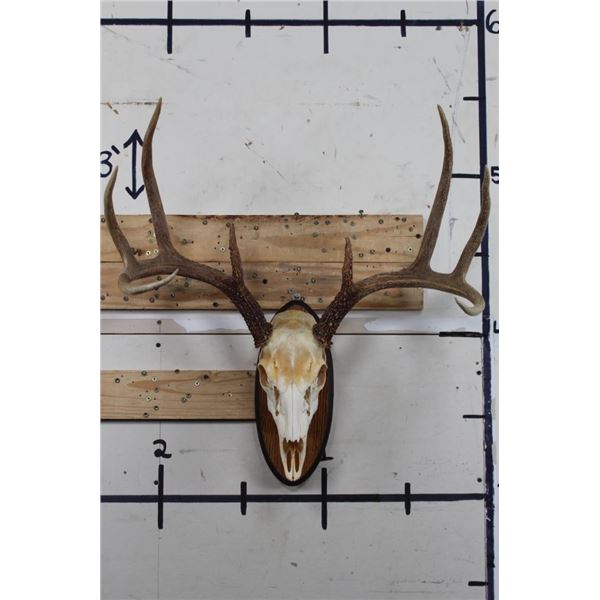 8-Point WHITETAIL DEER Skull on a Wooden Plaque