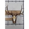 Image 1 : 8-Point WHITETAIL DEER Skull on a Wooden Plaque