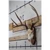 Image 2 : 8-Point WHITETAIL DEER Skull on a Wooden Plaque