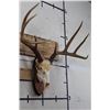 Image 3 : 8-Point WHITETAIL DEER Skull on a Wooden Plaque