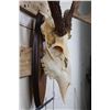 Image 4 : 8-Point WHITETAIL DEER Skull on a Wooden Plaque