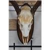 Image 5 : 8-Point WHITETAIL DEER Skull on a Wooden Plaque