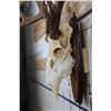 Image 6 : 8-Point WHITETAIL DEER Skull on a Wooden Plaque