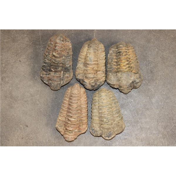 (5) TRILOBITE Fossils from Morocco (ONE$)