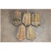 Image 1 : (5) TRILOBITE Fossils from Morocco (ONE$)