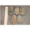Image 2 : (5) TRILOBITE Fossils from Morocco (ONE$)