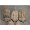 Image 3 : (5) TRILOBITE Fossils from Morocco (ONE$)