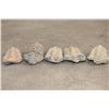 Image 5 : (5) TRILOBITE Fossils from Morocco (ONE$)