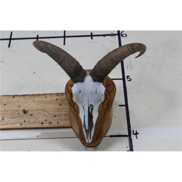 Female Painted AOUDAD Skull on a Wood Plaque Wall   Pedestal