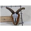 Image 1 : Female Painted AOUDAD Skull on a Wood Plaque Wall   Pedestal