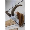Image 2 : Female Painted AOUDAD Skull on a Wood Plaque Wall   Pedestal