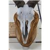 Image 5 : Female Painted AOUDAD Skull on a Wood Plaque Wall   Pedestal